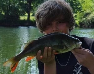 European Perch