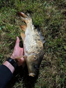 Common Carp