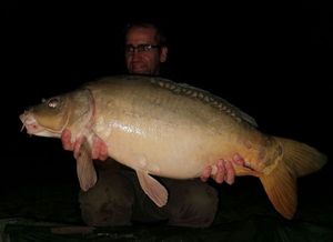 Mirror Carp