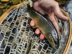 Brown Trout