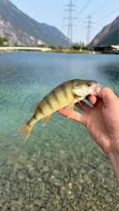 European Perch