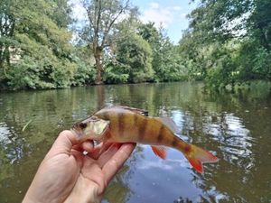 European Perch