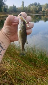 Largemouth Bass