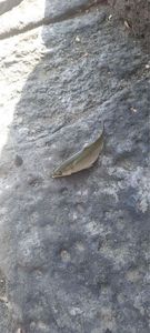 Flathead Grey Mullet