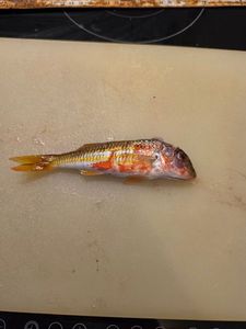 Surmullet