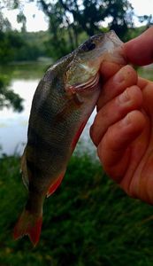 European Perch