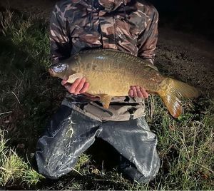 Mirror Carp