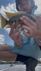Three Spotted Tilapia