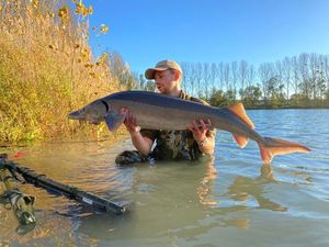 Sturgeon