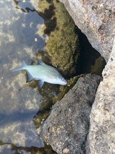 Common Bream