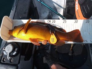 Ballan Wrasse