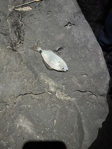 Saddled Seabream