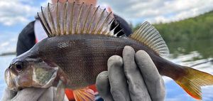 European Perch