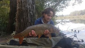 Common Carp