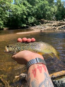 Brown Trout