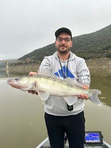 Zander