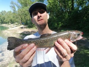 Brook Trout