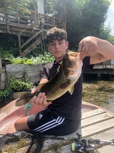 Largemouth Bass