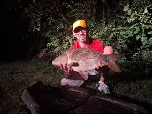 Common Carp