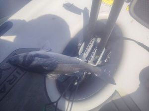 European Bass (Seabass)