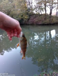 European Perch