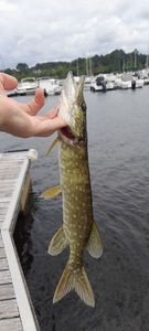 Northern Pike