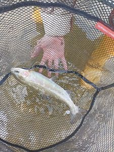 Rainbow Trout