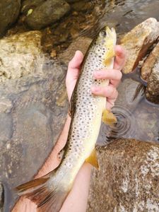 Brown Trout