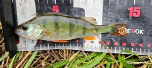 European Perch