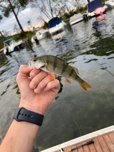 European Perch