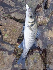 European Bass (Seabass)