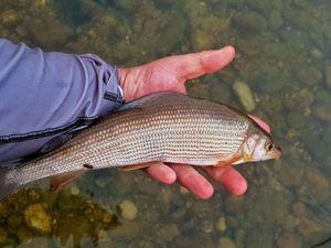Grayling