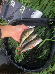 European Perch