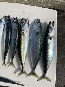 Mackerel