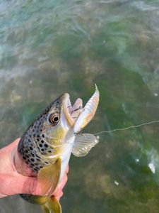 Brown Trout