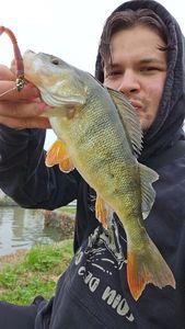 European Perch