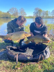 Common Carp