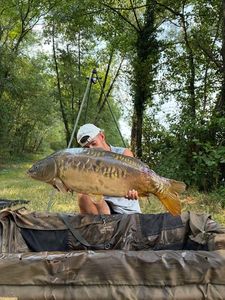 Mirror Carp