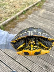 Red-Eared Slider