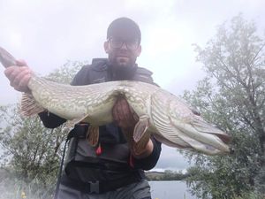 Northern Pike