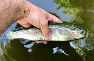 Rainbow Trout