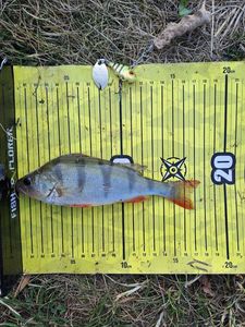 European Perch