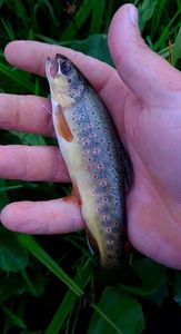 Brown Trout