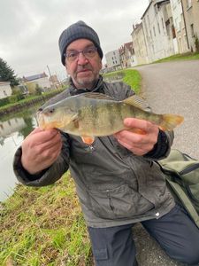 European Perch