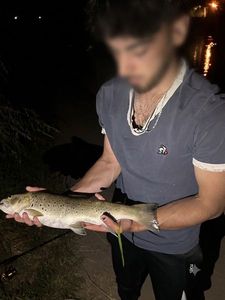 Brown Trout