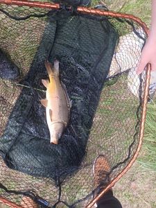 Leather Carp