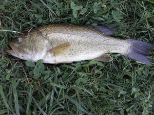 Largemouth Bass