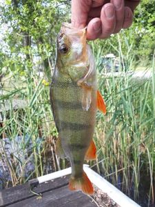 European Perch