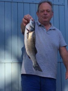 European Bass (Seabass)