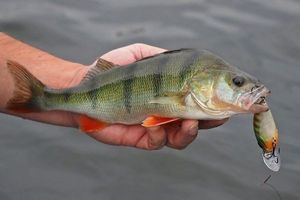 European Perch